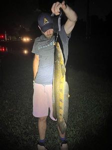 Snakehead