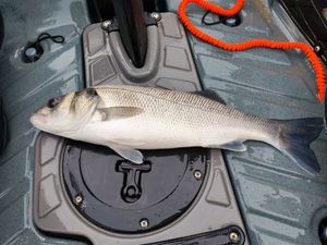European Bass (Seabass)