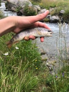 Brown Trout