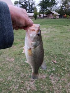 Largemouth Bass