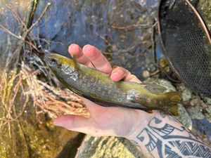 Brown Trout