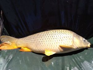 Common Carp