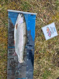 Rainbow Trout
