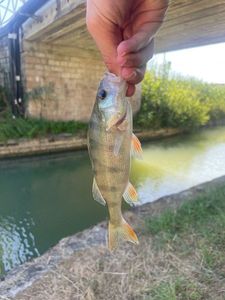 European Perch