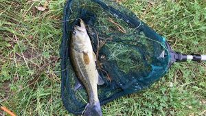 Largemouth Bass