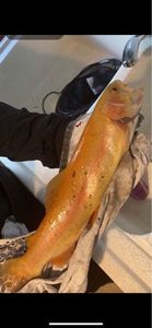 Sea Trout