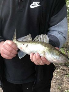 Zander