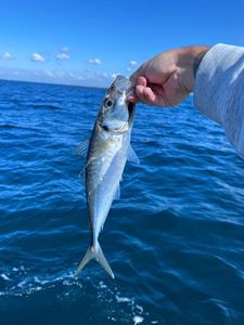 Greenback Horse Mackerel