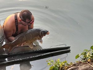 Common Carp