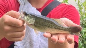 Largemouth Bass