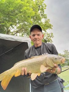 Common Carp