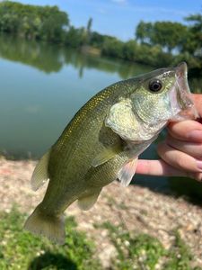 Largemouth Bass