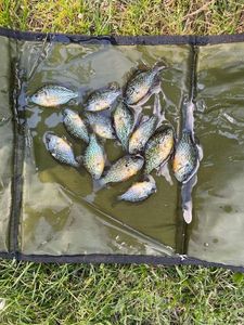 Green Sunfish