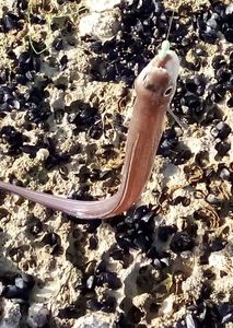 European Eel (Common Eel)