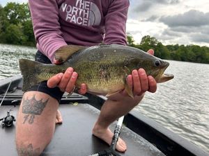 Largemouth Bass