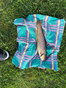 Brown Trout