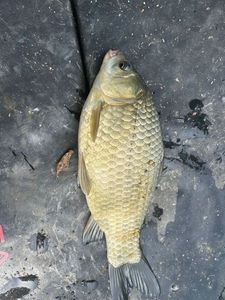 Crucian Carp