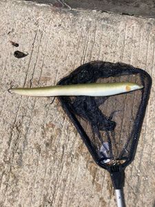 European Eel (Common Eel)