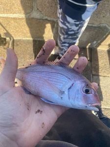 Red Porgy