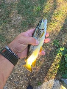 Brown Trout
