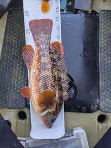 Ballan Wrasse
