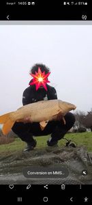 Common Carp