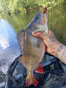 European Perch