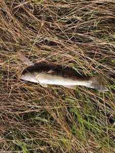 Zander