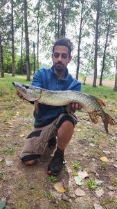 Northern Pike