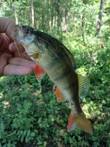 European Perch
