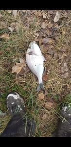 Gilthead Seabream