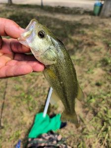 Largemouth Bass