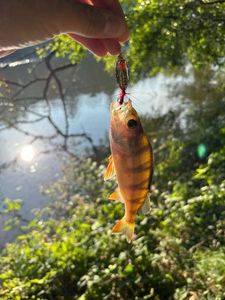 Yellow Perch