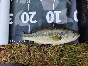 Largemouth Bass