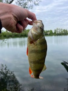 European Perch