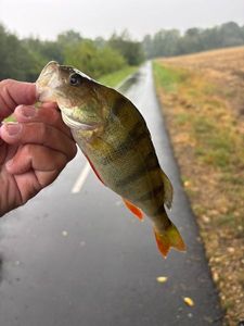 European Perch