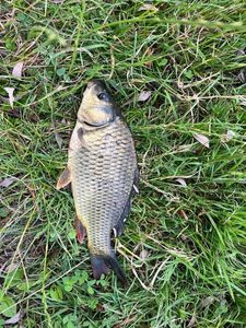 Common Carp