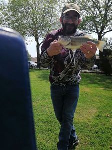 Largemouth Bass