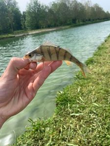 European Perch