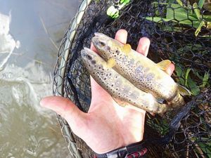 Brown Trout