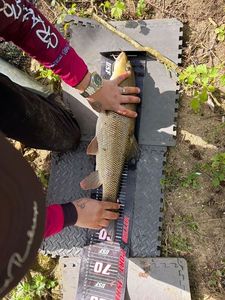 Barbel