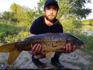 Mirror Carp