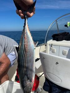 Atlantic Bonito