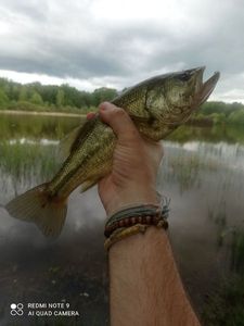 Smallmouth Bass