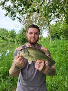 Largemouth Bass