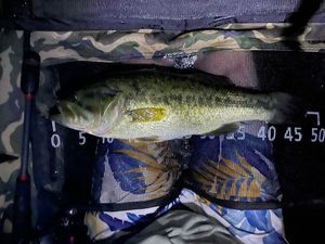 Largemouth Bass