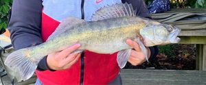 Zander