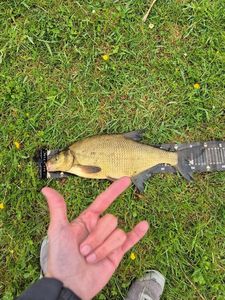 Common Bream