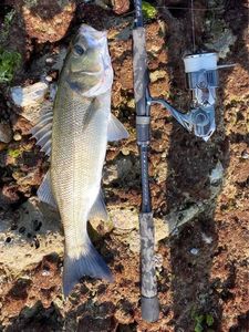 European Bass (Seabass)