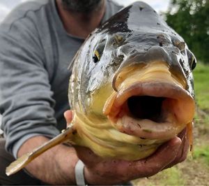 Common Carp